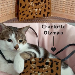 Charlotte Olympia 夏洛特·奥林匹亚,我的猫