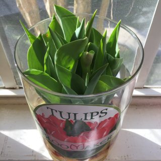 tulips,12.99美元