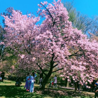 赏樱季节，去不了华府，来布鲁克林植物园赏...
