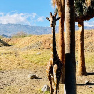 行棕榈之行4⃣️ 能喂超萌长颈鹿的动物园...