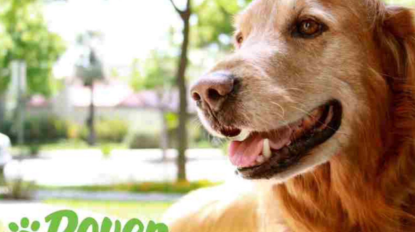 Rover 与你最近 预约快 猫狗服务app 超全测评来啦！