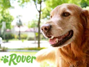Rover 与你最近 预约快 猫狗服务app 超全测评来啦！