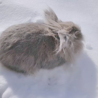 柚子家兔兔 | 兔子对雪的探索🐰❄️...