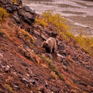旅行的意义 ｜ 阿拉斯加的熊熊...