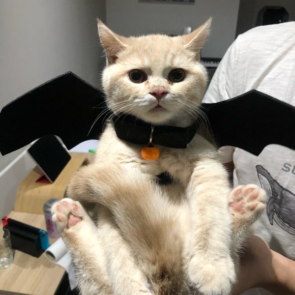 晒货图片