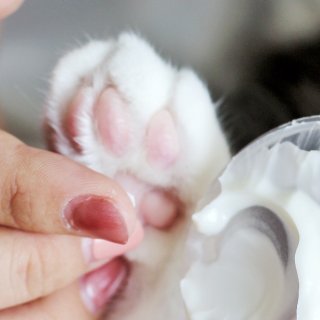 猫咪护爪霜 | 让你家宝贝的爪爪滋润粉嫩...