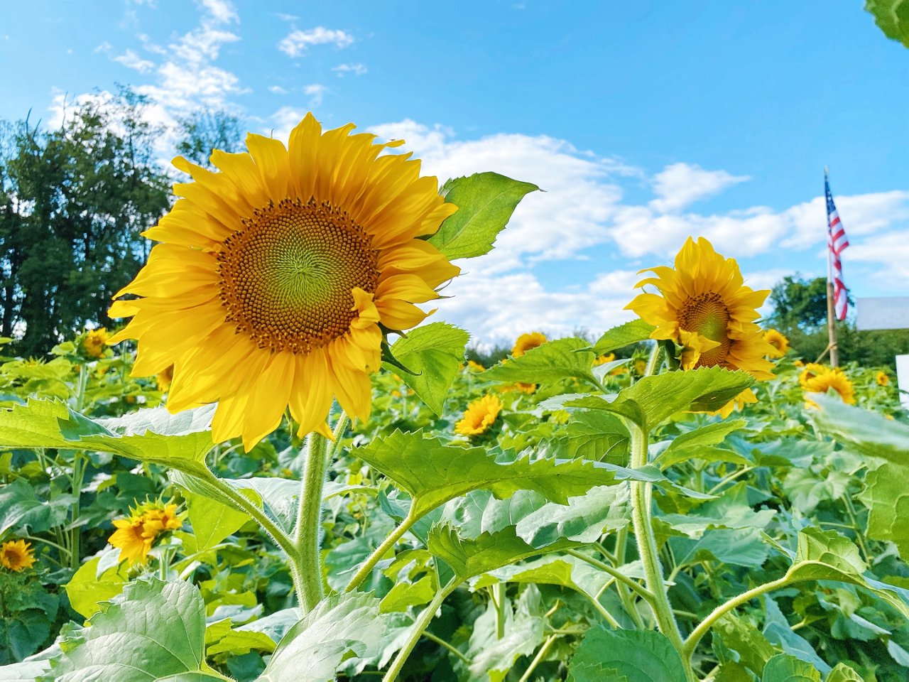 紐約/新澤西農場一日遊超美的向日葵花田🌻 | 社区旅行精选