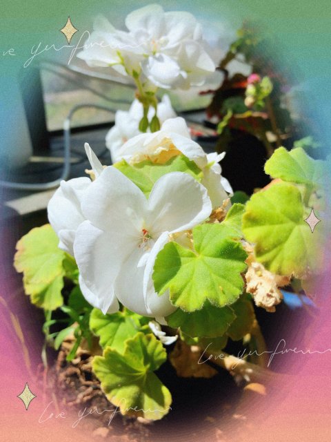 播种节1: 生机勃勃天竺葵| 社区家居厨卫精选