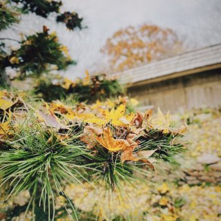 年末达拉斯好去处❤️来冬季的日本花园拍照...