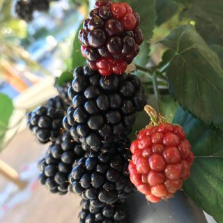 阳台果园/黑莓/巨峰葡萄/草莓/盆栽的果...