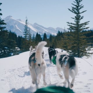 Banff公园的狗狗拉雪橇🛷...