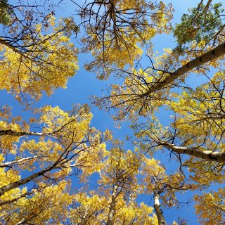 来科罗拉多看最美的黄叶季啦...