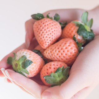 🍓日本の粉紅色草莓🍓...