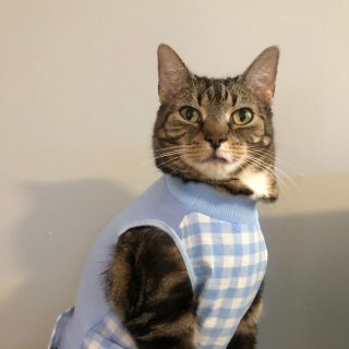 猫t恤