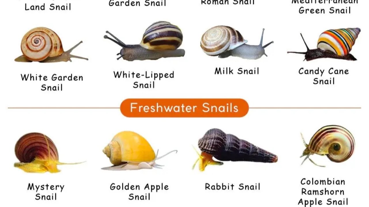 去法国吃蜗牛前必须知道的|可食用蜗牛分类