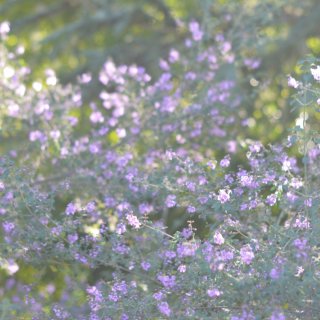 四月啦！湾区Montalvo庄园的白色紫...