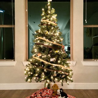 🎄今年有一棵圣诞树啦🥳...