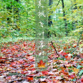 漫山遍野的红叶🍁，北密的秋🍂...