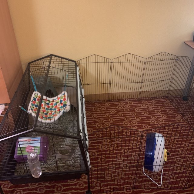 家有龙猫宝宝之洗香香～