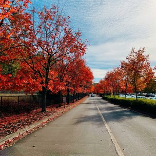 西雅图今年份红叶🍁秋天的颜色②...