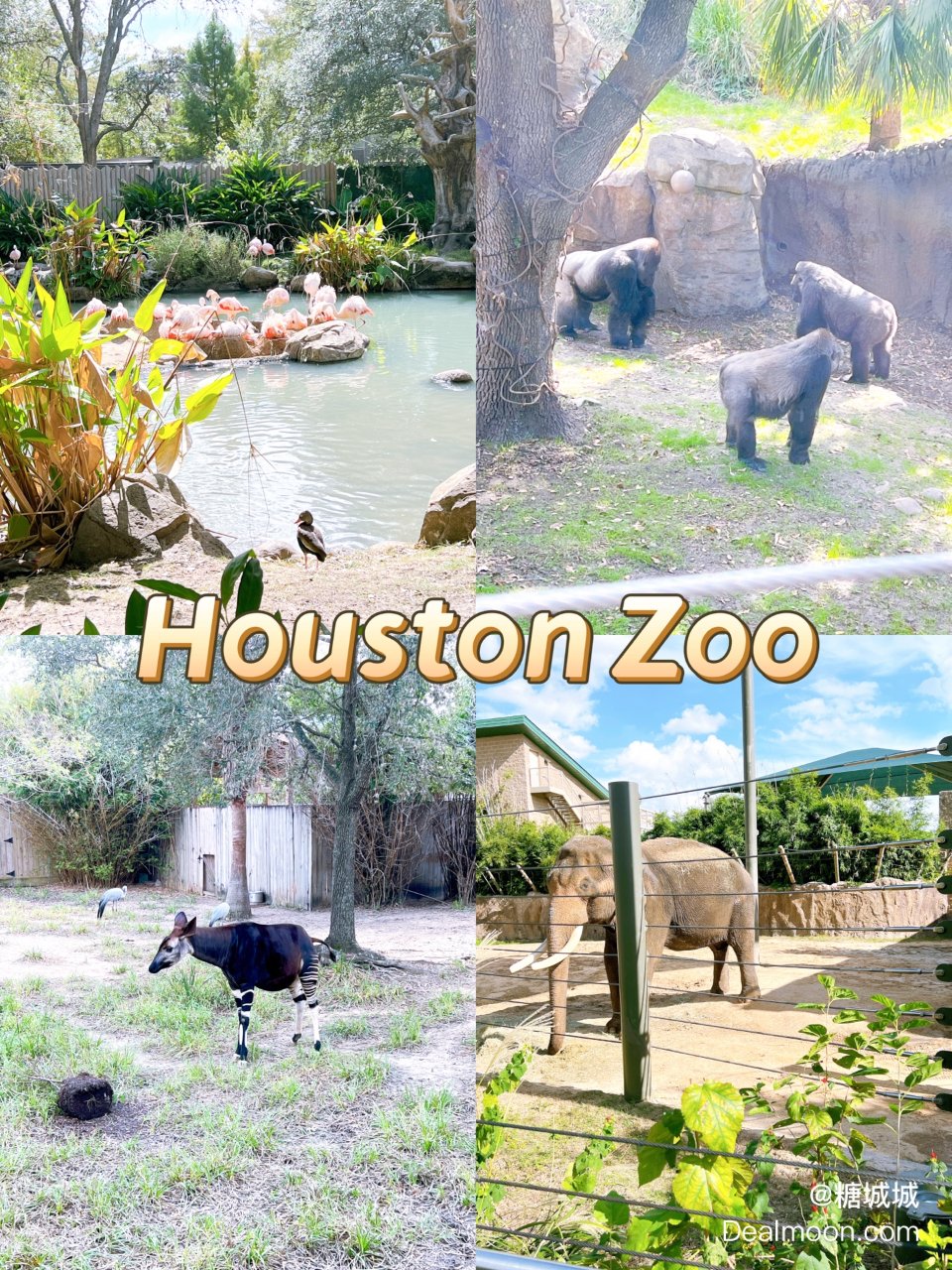 假期逛动物园啦！Houston Zoo及...