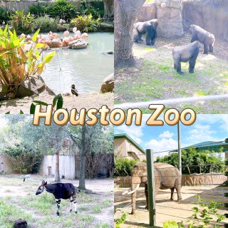 假期逛动物园啦！Houston Zoo及...