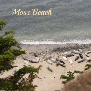 湾区周末｜Moss Beach看海豹一日...