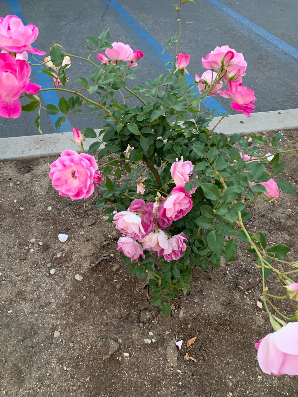 粉色玫瑰🌹