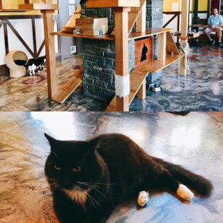 西雅图探店‼️超治愈猫咪咖啡馆☕大型吸猫...