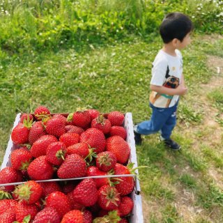草莓🍓节