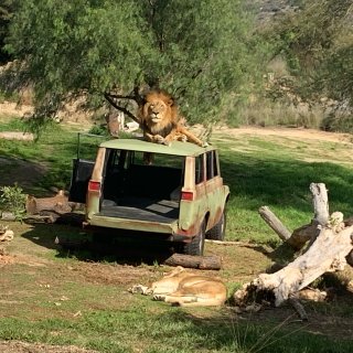 San Diego Zoo Safari...