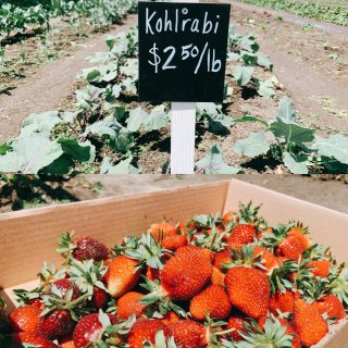 西雅图｜6种草莓🍓的农场还能摘蔬菜🥬Ba...