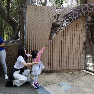 LA Zoo遛娃喂长颈鹿🦒| 白色系防晒...