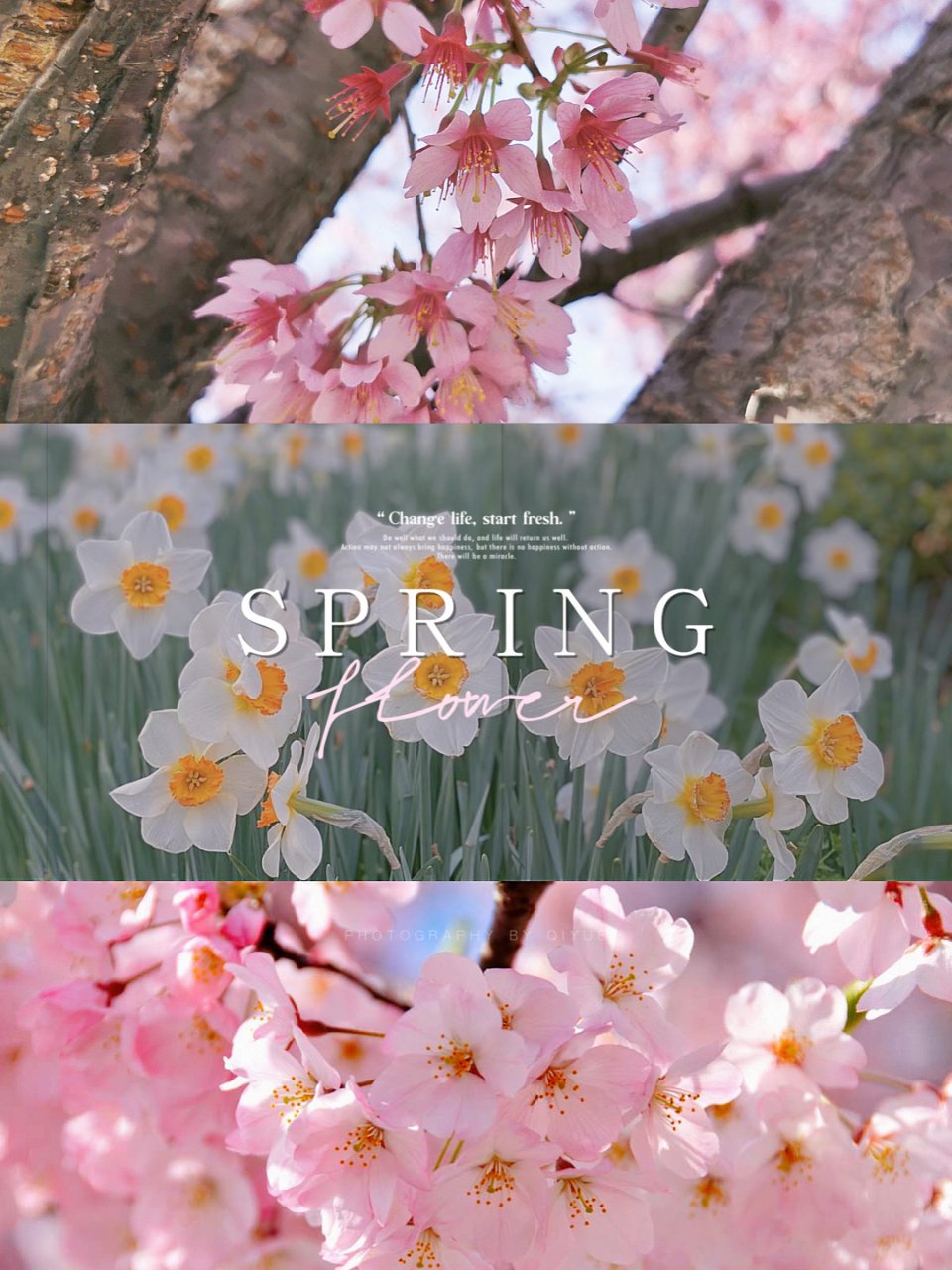 🌸 四月的纽约好美｜春天一起去看花！...