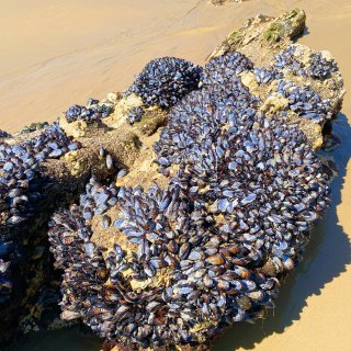 加州｜🦪充满蓝贻贝的小众神秘海滩...