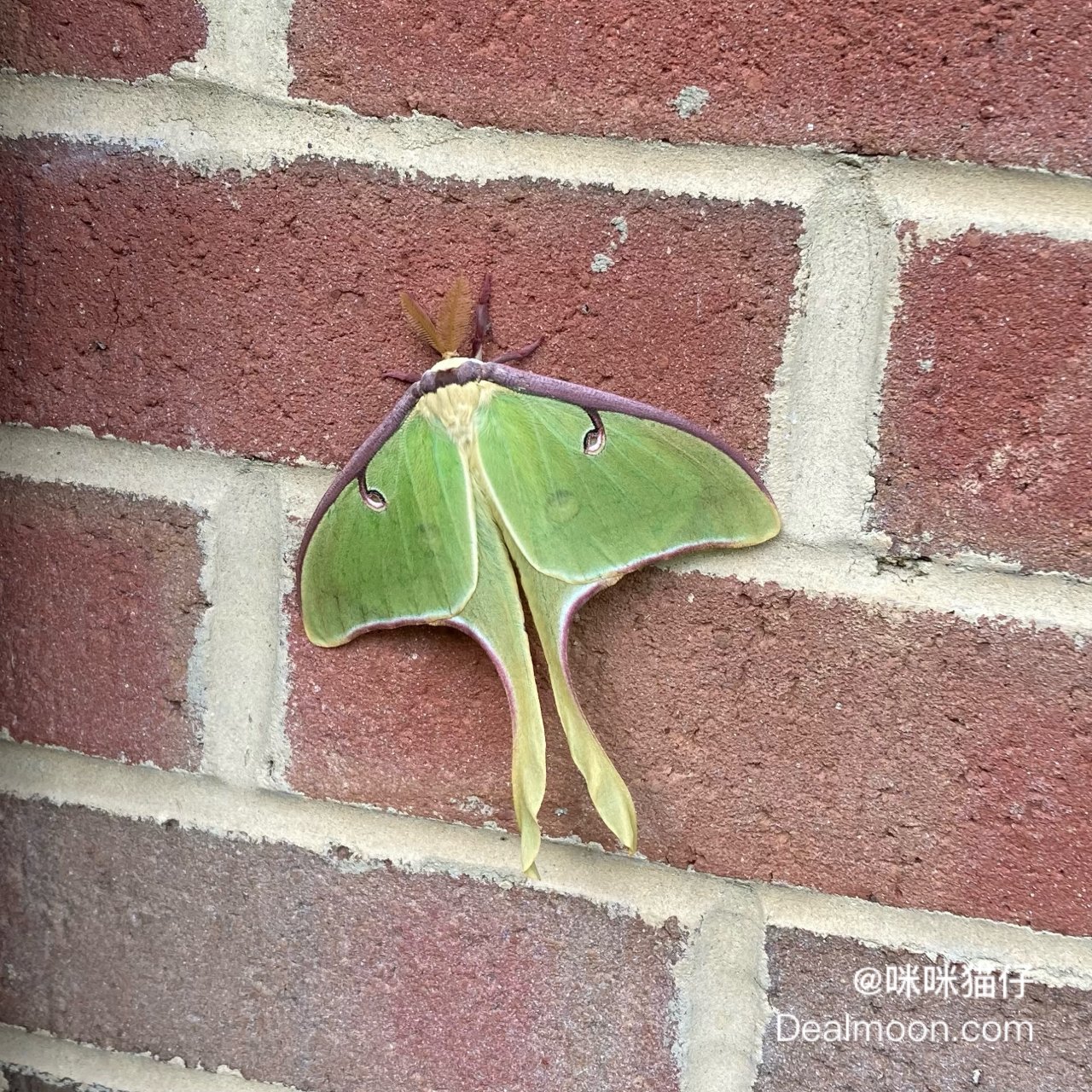 美丽的 luna moth