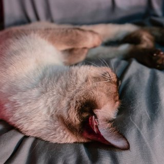 猫猫摄影｜睡觉和醒来。这忽高忽低的颜值🐱...
