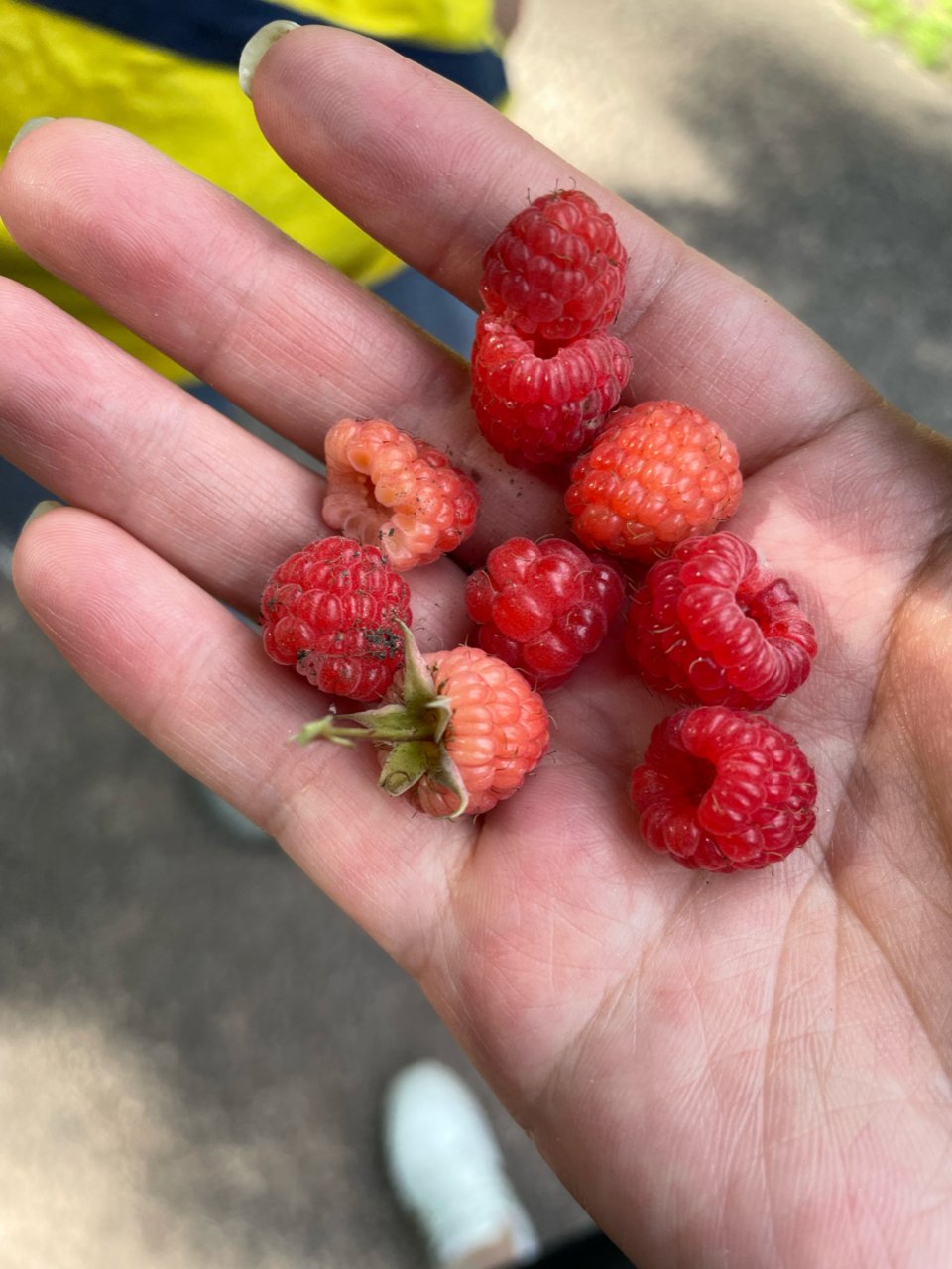 Fresh Raspberries, 6 oz - Walmart.com