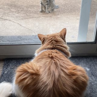 两只小猫咪的较量...