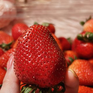 Tom thumb｜蓝莓🫐草莓🍓买一送一...