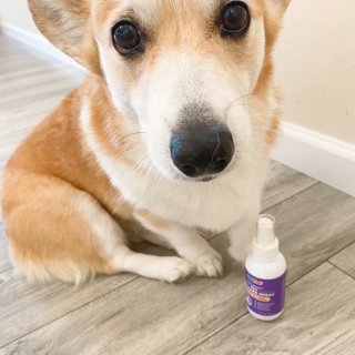 HICC GROOM! Pet Skin Care Spray | Itch Relief for Sensitive Skin | Care for Skin Issues, Hot Spots, Rashes, Scratching and Wounds | Suitable for Cats, Dogs or Other Pets : Pet Supplies