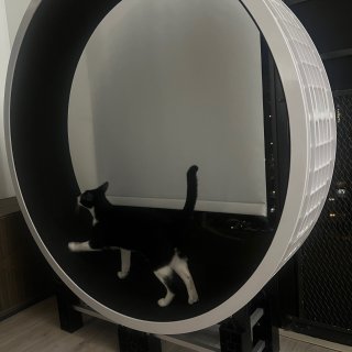 我买的大型猫跑轮🎡等了3个月终于到了🥹...