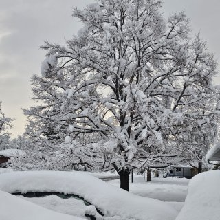 科罗拉多3月暴雪❄️后院18寸积雪😱...