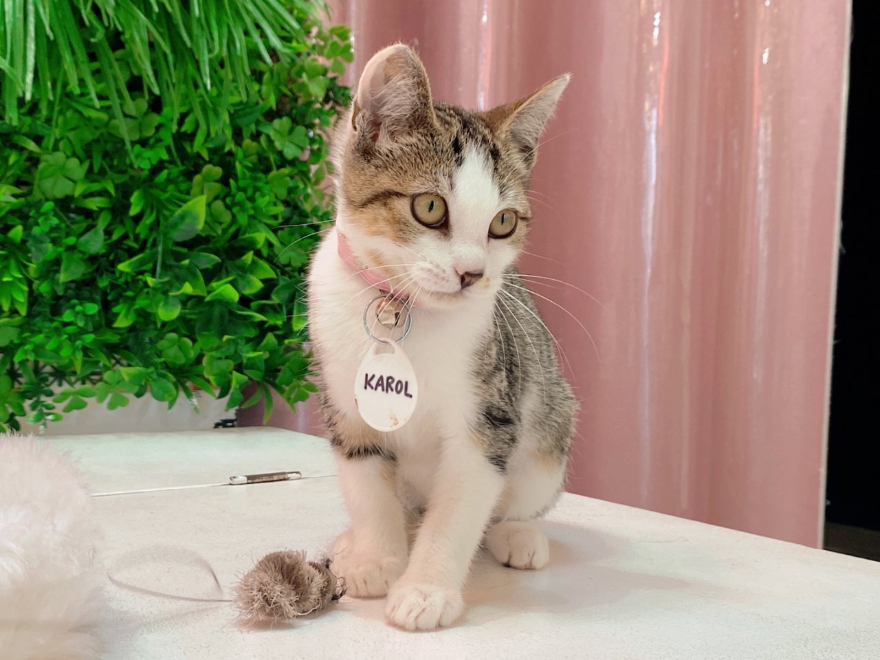 Crumbs & Whiskers - Kitten & Cat Cafe