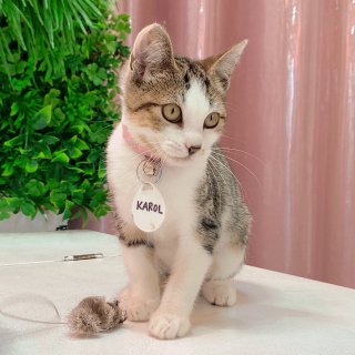 Crumbs & Whiskers - Kitten & Cat Cafe