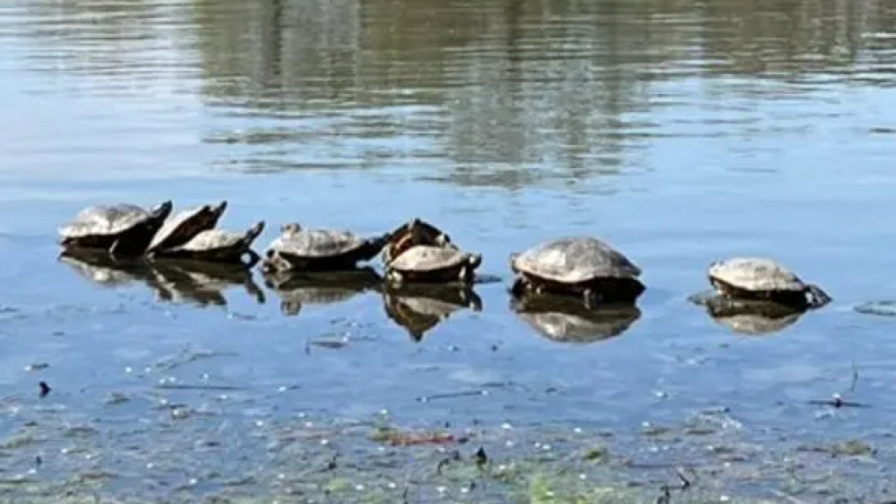 密苏里植物园里排排坐的阿龟