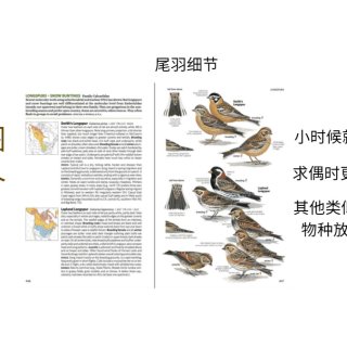 北美鸟类野外手册 观鸟必备工具书...