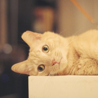 橘子猫就是完美的猫...