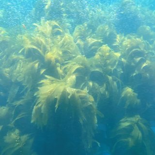 🌱🐠奇幻的海藻森林...