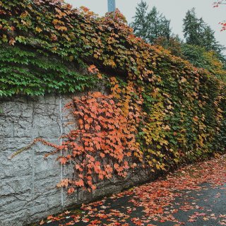 西雅图最美的季节已到来❤ | 附秋叶地点...